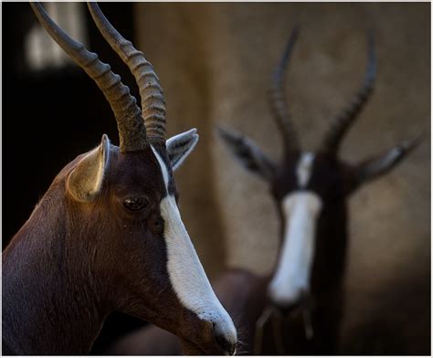 Bonteboksan Diego Zoo A260615 Bernard Roitberg Flickr