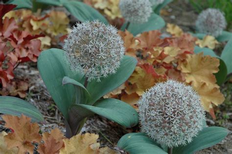 Декоративен лук - Алиум / Allium sp. - Page 28 - Форум HobbyKafe.com