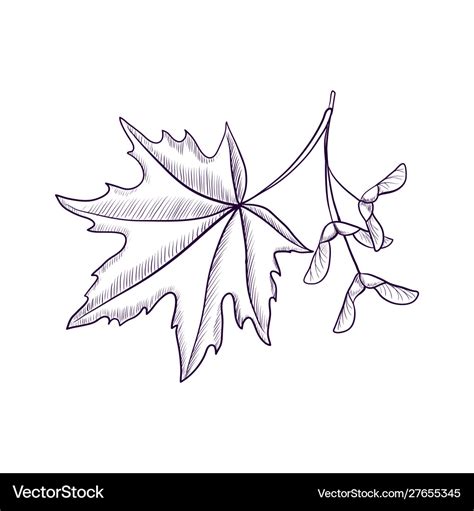 Simple Maple Tree Drawing