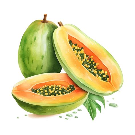 Premium Vector Melon Papaya Fruit Watercolor Clipart White Background