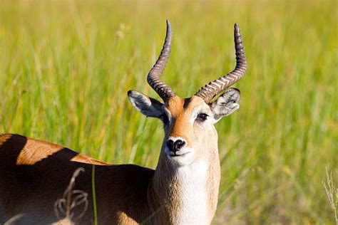 Best Lechwe Antelope Stock Photos, Pictures & Royalty-Free Images - iStock