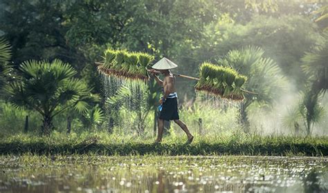 Drought Resistant Rice Strain Created Asian Scientist Magazine