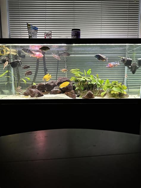 African Cichlid Aquarium : r/AfricanCichlids