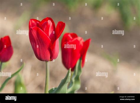 tulips field agriculture holland Stock Photo - Alamy