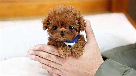 The Cutest And Smallest Dog Breeds Youtube