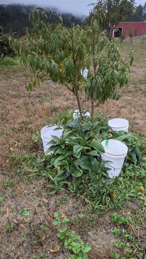 Common Comfrey Live Root Cuttings Free Shipping Etsy