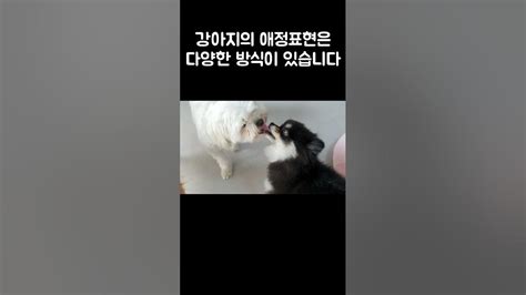 강아지의 애정표현 강아지가 사랑할때 Youtube