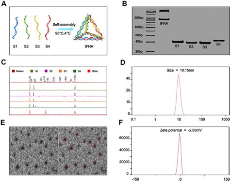 Frontiers Application Of Programmable Tetrahedral Framework Nucleic