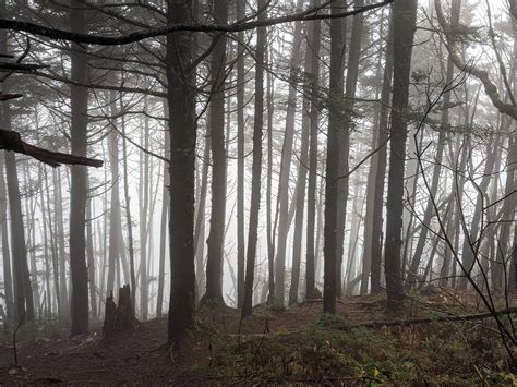 Appalachian Trail, Great Smoky Mountains National Park : r/FoggyPics