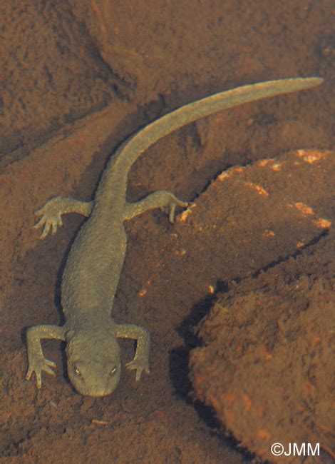 Calotriton Asper Calotriton Des Pyr N Es Euproctus Asper