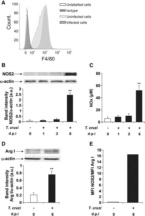 Figure 1 from Treatment in vitro with PPARα and PPARγ ligands drives M1