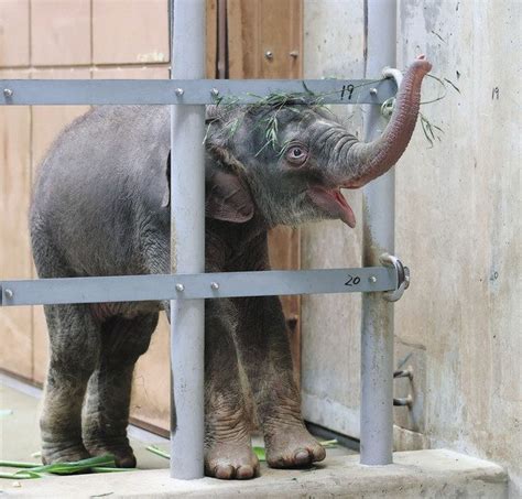 かわいい赤ちゃんゾウに会えるよ 名古屋・東山動植物園で先月誕生：中日新聞web