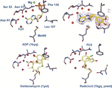 Structure Activity Relationships In Purine Based Inhibitor Binding To