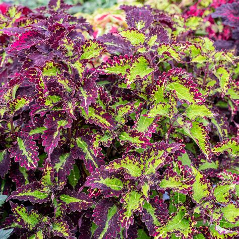 Coleus Cracklin Rosie Plants