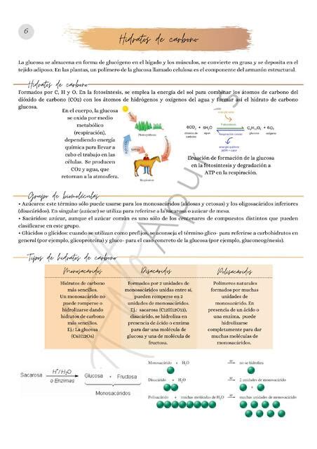 Hidratos De Carbono Anto Apuntes Udocz