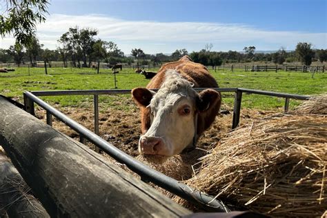 Miniature Herefords cattle breeders under the pump amid growth in hobby ...