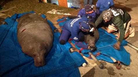 Manatees Rescued After Mass Stranding in Storm Drain - ABC News