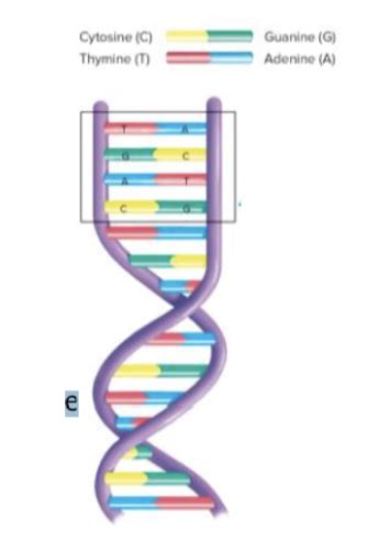 Nucleic Acids DNA RNA Flashcards Quizlet