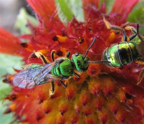 The Pure Golden Green Sweat Bee