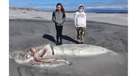 El cadáver de un calamar gigante sorprende a un grupo de turistas en