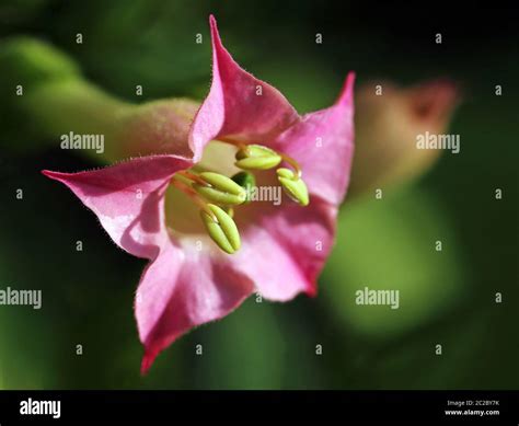 Nicotiana flower plant pink hi-res stock photography and images - Alamy