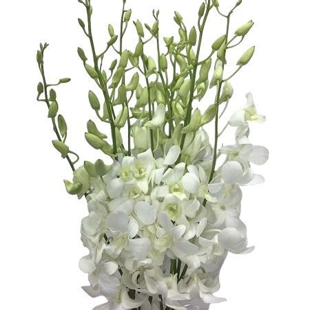 Dendrobium Orchids White Cm Wholesale Dutch Flowers Florist