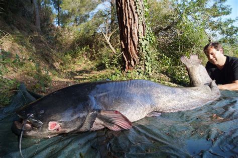 Sommerangeln In Riba Roja De Ebre Mit Extreme Ebrofishing Extreme