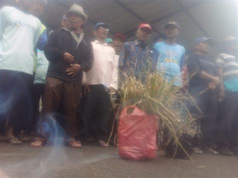 Gagal Panen Petani Di Karawang Merugi Ratusan Juta Pasundan Ekspres