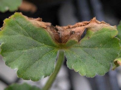 Geranium Diseases | Geraniums, Plant diseases, Plants