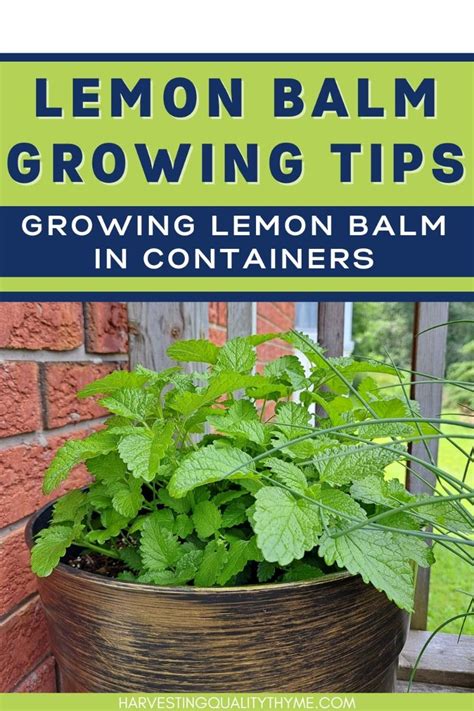 Growing Lemon Balm In Pots Complete How To Guide Artofit