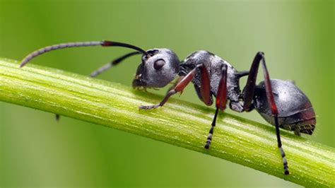 Descripci N De Una Hormiga La Ciencia Desde El Macuilt Petl Plumas Libres