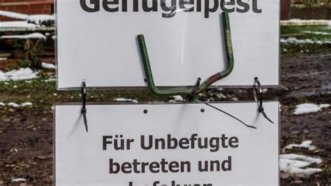 Weitere Tests Auf Gefl Gelpest Im Kreis Steinburg Welt