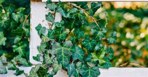 How To Remove English Ivy Easiest And Most Effective Method Without