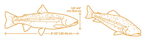 Lahontan Cutthroat Trout Oncorhynchus Clarkii Henshawi Dimensions