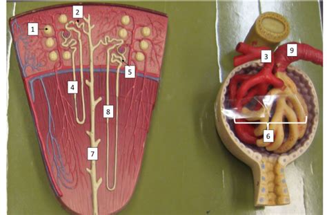 Nephron, Glomerulus model Diagram | Quizlet