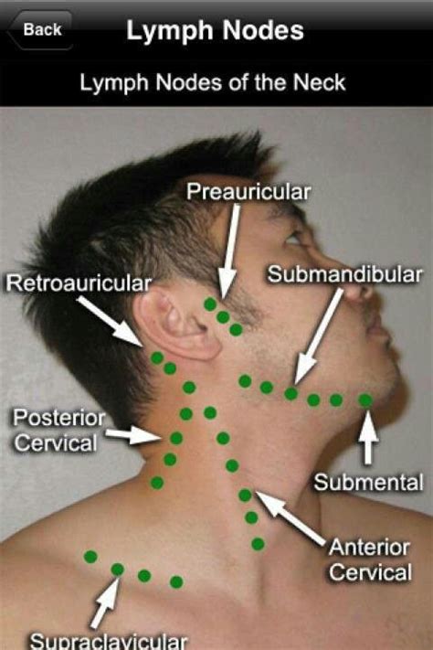 Lymph Nodes Location Pictures Types Significance In 2020 Images