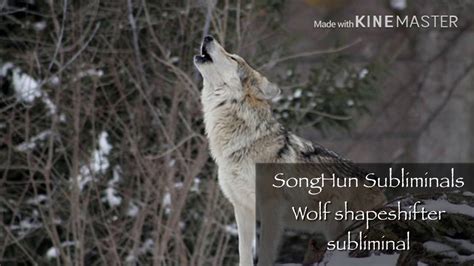 Wolf Shapeshifter Subliminal Song Hun Subliminals Youtube