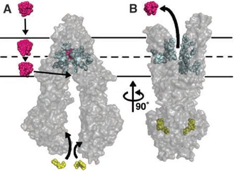 Model Of Substrate Transport By P Gp The Substrate Magenta