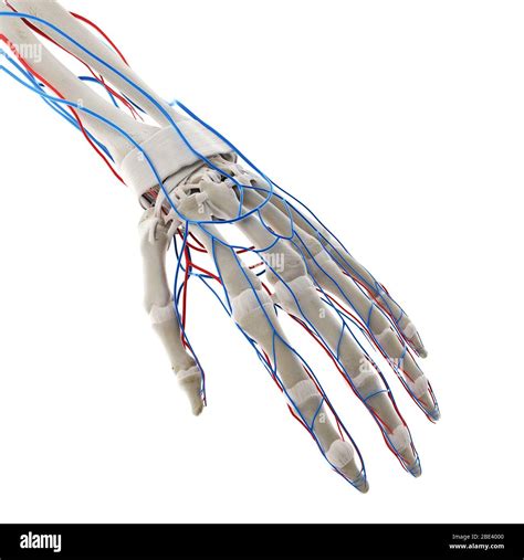 Blood Vessels Arm High Resolution Stock Photography And Images Alamy