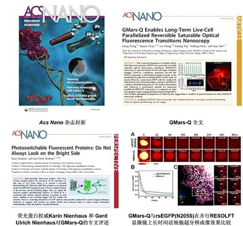 北大孙育杰课题组研制新型可逆光激活荧光蛋白实现长时间超高分辨率活细胞成像