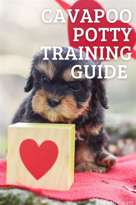 Cavapoo Potty Training Guide [5 Simple Steps] - Oodle Life