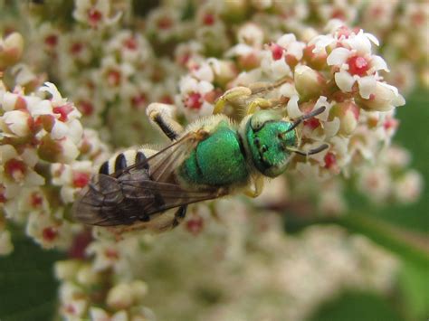 Honey Tailed Striped Sweat Bee A Guide To The Ants Bees Wasps And Sawflies Order Hymenoptera