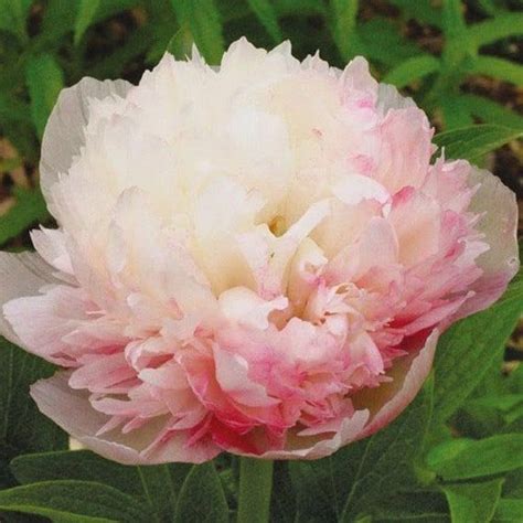 10 Seedsmutabilis Plena Peony Flower Seeds Perennial Authentic Seeds Flowers Organic Non Gmo