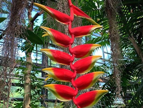 Consejos Para El Cuidado De La Heliconia Rostrata Planta Ex Tica Y