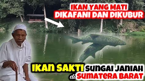 LEGENDA IKAN SAKTI SUNGAI JANIAH YANG UKURANNYA SEBESAR ANAK SAPI