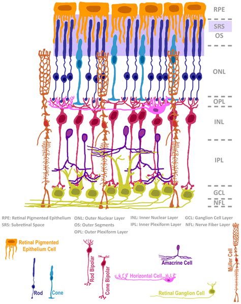 The structure of the mammalian retina adapted from Ramón y Cajal