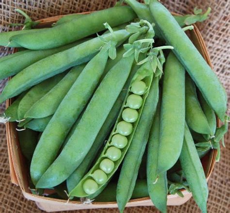 Green Arrow Peas Seeds Organic Non Gmo Heirloom Seeds | Etsy