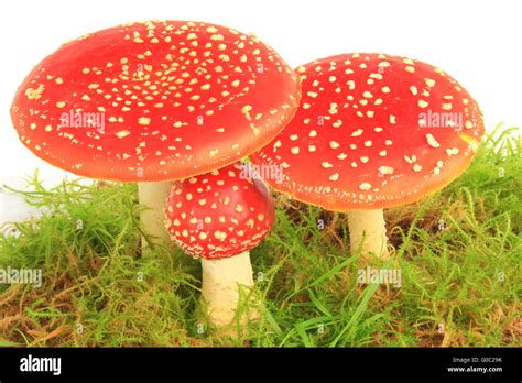 Fly Agaric Mushrooms Amanita Muscaria Stock Photo Alamy