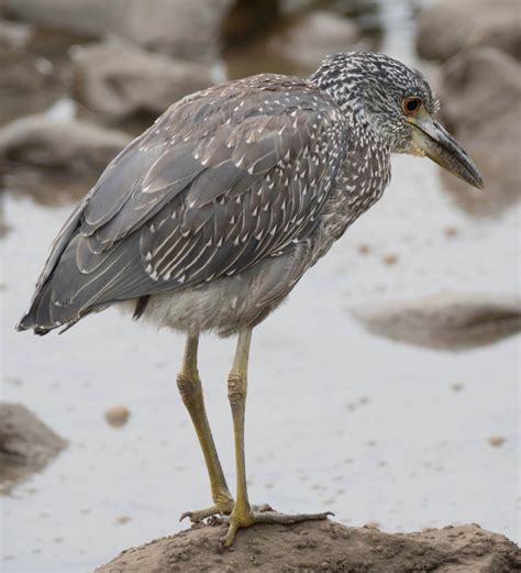 Yellow Crowned Night Heron