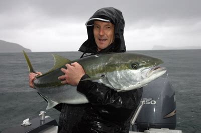 Yellow Eyed Mullet Okay For Bait Or Berley The Fishing Website